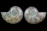 Cut & Polished Ammonite Fossil - Agatized #64966-1